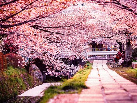 Cherry Blossom Tourist Spot In Japan