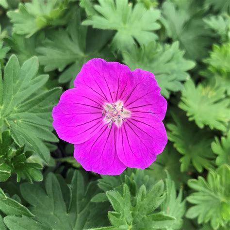 Geranium Sanguineum Vision Violet Cranesbill 4 Pot Little