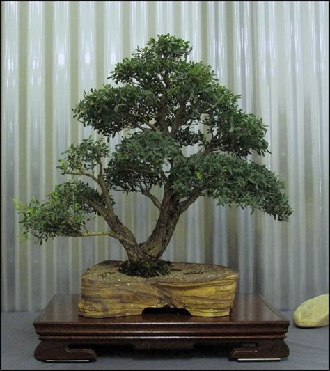 Bonsai involves the use of numerous miniaturization techniques that include: How To Keep Bonsai Tree Leaves Small | Bonsai Tree Gardener