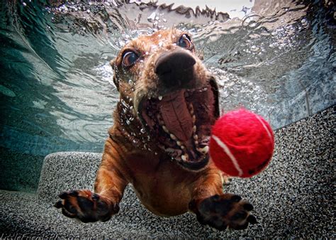 Photographer Captures Hilarious Images Of Dogs While Theyre Diving