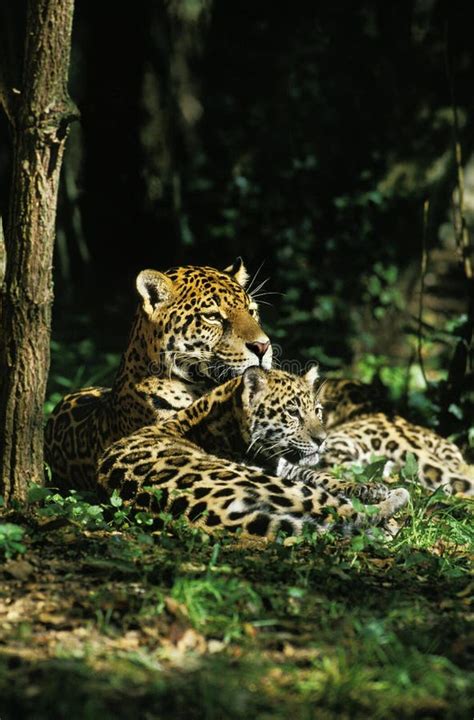 Jaguar Panthera Onca Mother With Cub Stock Photo Image Of Mother