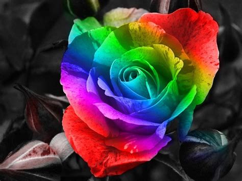 Rainbow Roses Wallpapers Wallpaper Cave