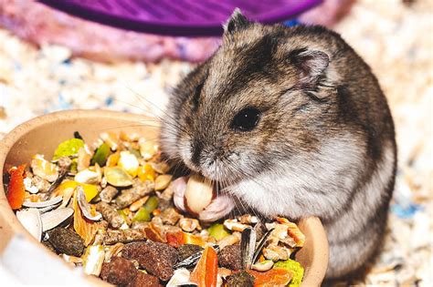 Funny Animals Nice Sweetheart Rodent Eat Hamster Hd Wallpaper