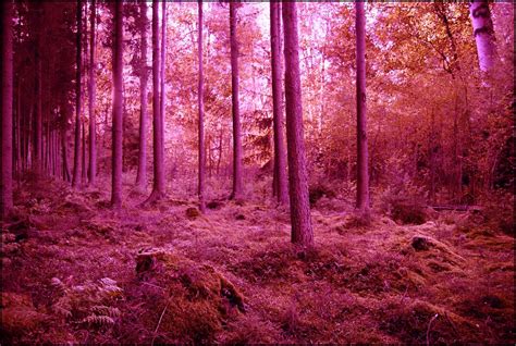 Pink Forest Background Wallpaper 25809 Baltana