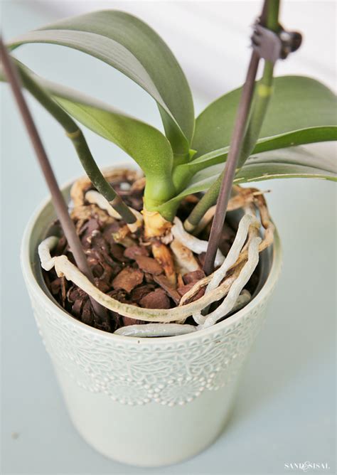 How To Grow Orchids This Is A Great Guide For Beginners Growing