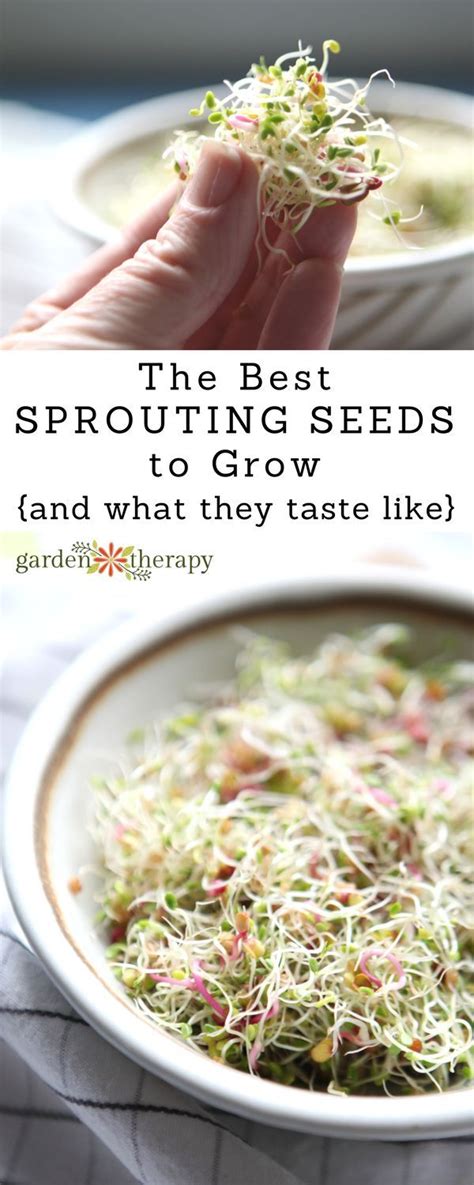 The Best Sprouts To Eat And How To Grow Them From Seed In 2023 Food