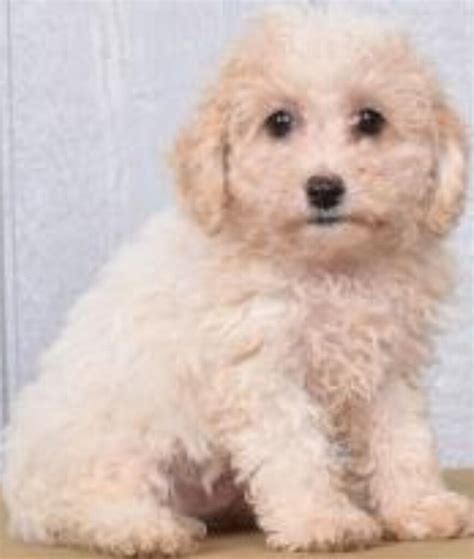 Toy Poodle Girl 15 Mths Old In Weston Super Mare Somerset Gumtree