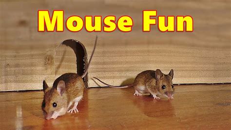 Entertainment For Cats ~ Mouse Fun ⭐ 8 Hour Videos For Cats And Cat Tv
