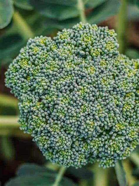 7 Best Companion Plants For Broccoli Make It Seasonal