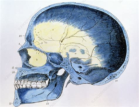 Artwork Of A Cross Section Through A Human Skull Stock Image P120