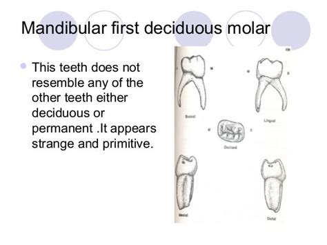 07 The Deciduous Teeth Dentition