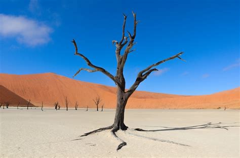 Premium Photo Landscape Of Dead Vlei Sossusvlei Namib Desert