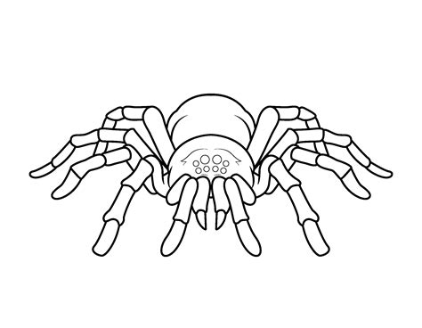 Spider Coloring Pages T Of Curiosity