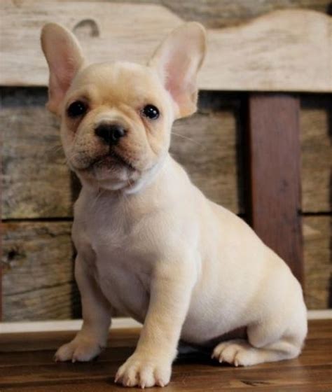 Socialization training is vital to making your new blue french bulldog puppy a good canine citizen, as dog aggression is a growing problem in many areas. French Bulldog Puppies For Sale | Indianapolis, IN #197761