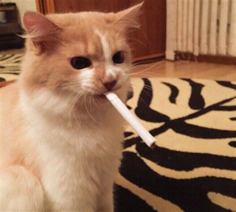 Bad Cat Smoke Bad Cats Cute Cat Memes Cats