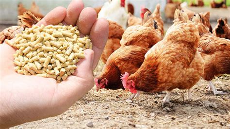 How To Start A Small Scale Poultry Feed Manufacturing Business Wealth