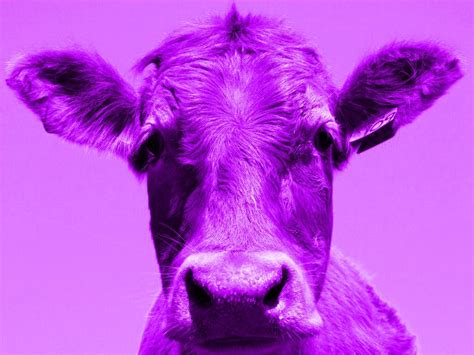 Purple Cow Purple Cow 8 Milka