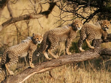 Cheetah Cubs South Africa