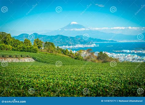 Mt Fuji With Green Tea Field At Sunrise In Shizuoka Stock Image
