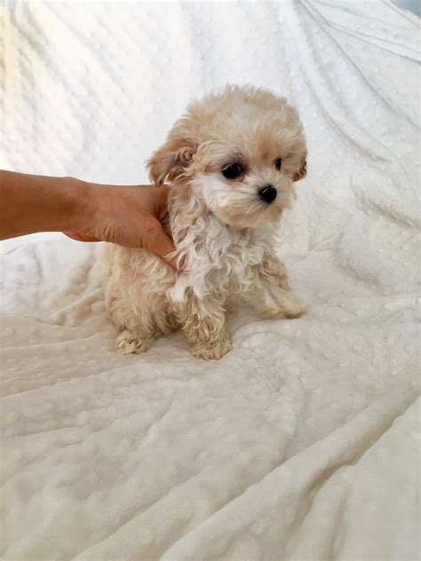 These are a mixed breed of maltese and miniature poodle. Teacup maltipoo puppy for sale! California Princess ...