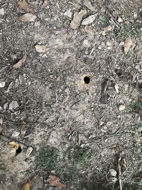 Any Idea Whats Making These Holes In My Yard The Holes Range In Size