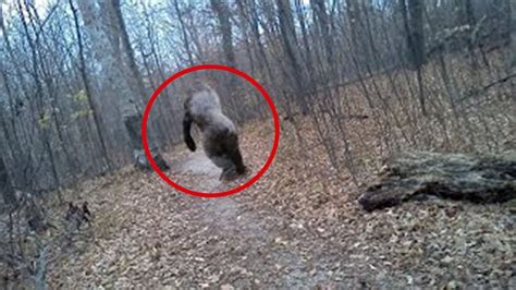 5 Terrifying Bigfoot Sightings Caught On Camera Youtube