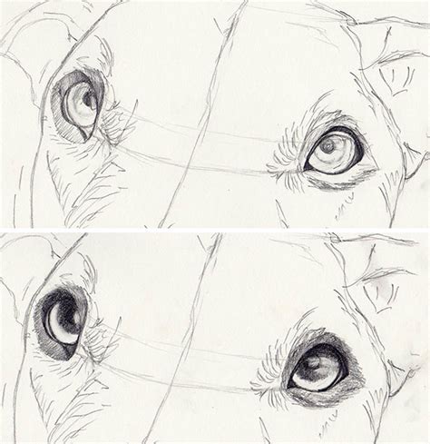How To Draw Dog Eyes That Look Amazingly Realistic