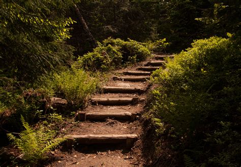 Forest Stairs By Miwicz On Deviantart