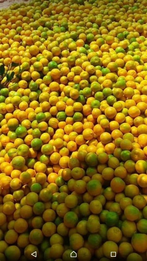 Fresh Oranges Nagpur At Rs 24000ton Kalamna Market Road Nagpur