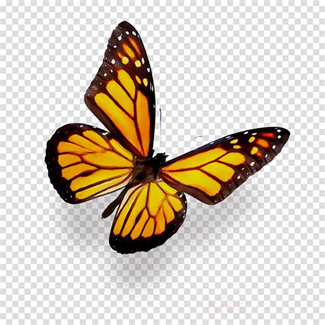 Monarch Butterfly Transparent Background Clip Art Library