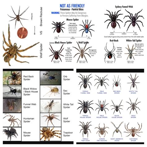 Different Types Of Spiders With Names