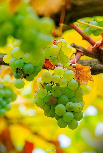 Pellinni Photo “white Grape Vine Hanging On A Brunch 131809 White