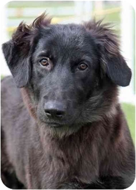 Ready to go home now. Kaylee | Adopted Puppy | Rochester/Buffalo, NY | German Shepherd Dog/Golden Retriever Mix