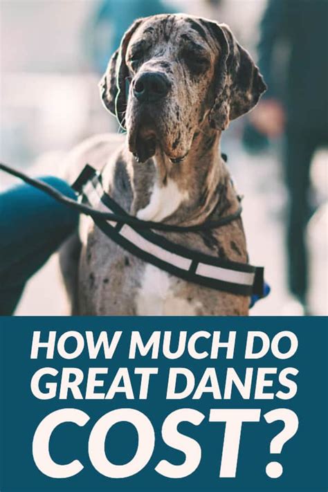 Share your thoughts in the comments! How Much Does A Great Dane Cost? | Great Dane Care