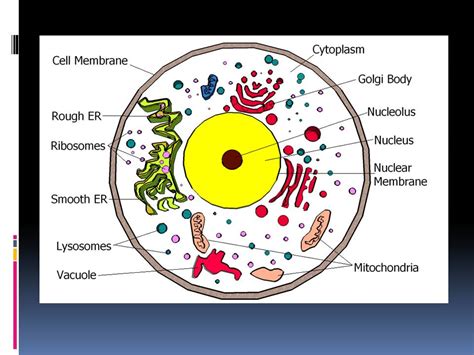 These parts are called subcellular structures. Best Pictures| Artwork: animal cell diagram grade 8
