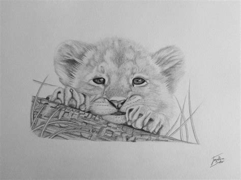 Lion Cub By Jonathanbutlerart On Deviantart