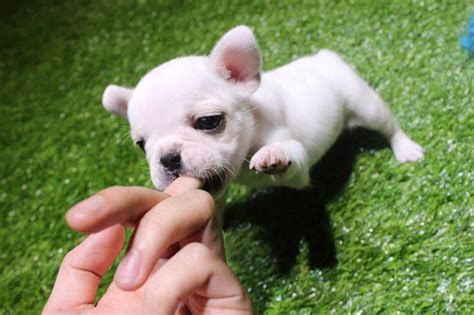 Get advice from breed experts and make a safe choice. French Bulldog puppies price range. How much do French ...