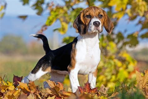 Beagle Dog Breed Facts History Health Traits And Characteristics