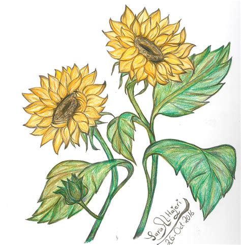 Discover More Than 160 Sunflower Drawing With Colour Best Vn
