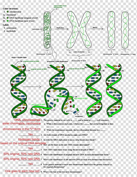 Does the structure of dna allow it to copy itself so accurately? 30 Dna Structure and Replication Worksheet | Education ...