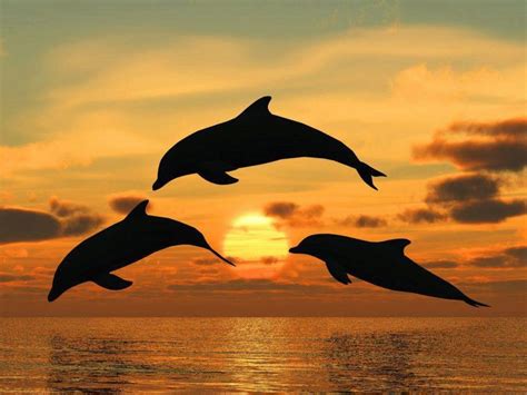 Oh To Be Free Dolphins Animals Animals Beautiful