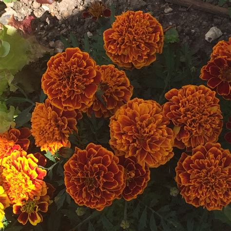 Marigold Plant With Loads Of Flowers Thank You Miracle Grow Miracle