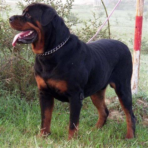 Rottweilers are large and strong, they were bred to have phenomenal guarding abilities. Rottweiler Puppies for Sale(anand 1)(596) | Dogs for Sale ...