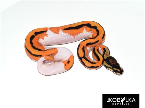 Piebald Super Orange Dream Morph List World Of Ball Pythons
