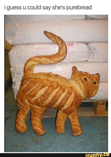 Cute Cats Funny Cats Funny Animals Cute Animals Cat Bread Bread