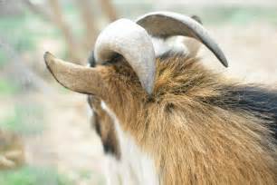 Goat Horn Photos On Creative Market