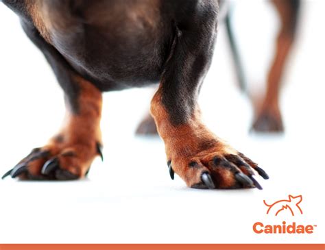 Why Do Dogs Have Dew Claws On Back Feet