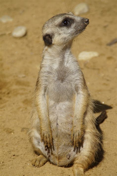 Free Images Watch Nature Sweet Desert Cute Zoo Fur Mammal