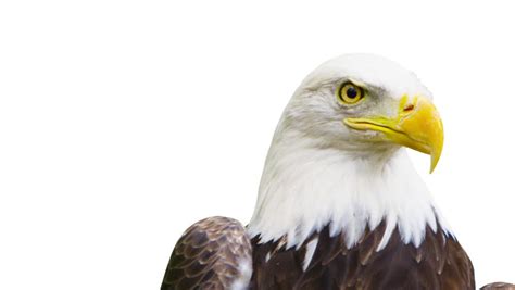 Bald Eagle On White Background Stock Footage Video 100
