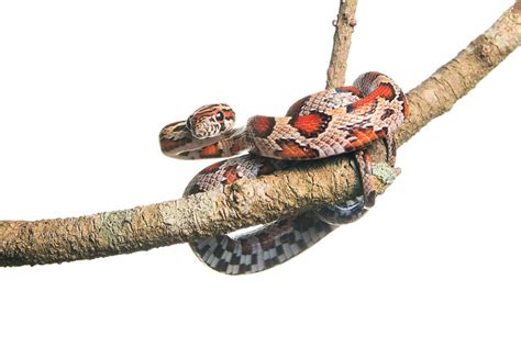 Red Rat Snake Juvenile Big Cypress National Preserve Florida